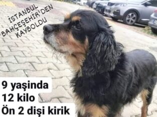 Kayıp Leo