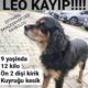 Kayıp Leo