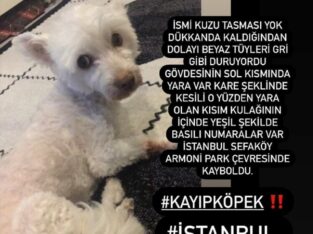 Kayıp Köpek KUZU