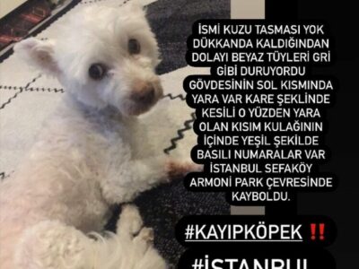 Kayıp Köpek KUZU