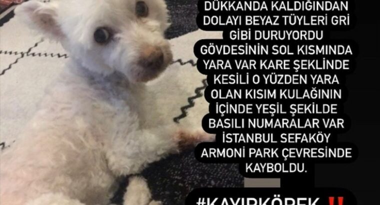 Kayıp Köpek KUZU