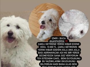 Kayıp Köpek ÇAKIL