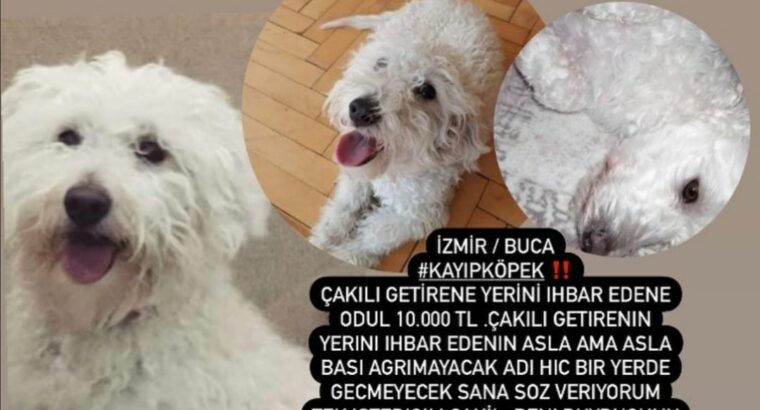 Kayıp Köpek ÇAKIL