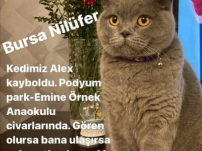 Kayıp kedi ALEX