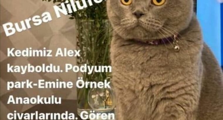 Kayıp kedi ALEX