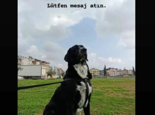 Kayıp Labrador Maya