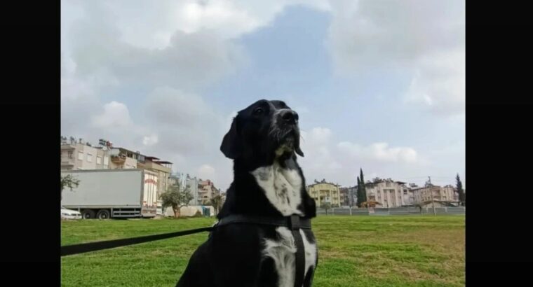 Kayıp Labrador Maya