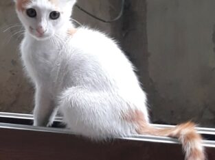 4 aylık kedi kayıp