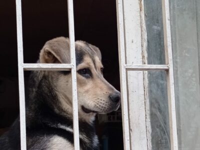 Kayıp Köpek