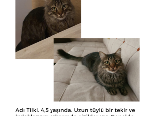 Kayıp Kedi