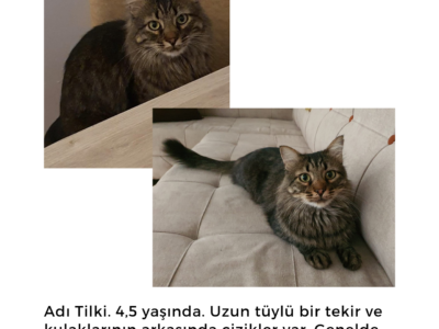 Kayıp Kedi