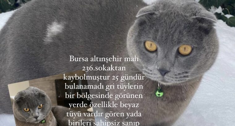 Kayıp Kedi