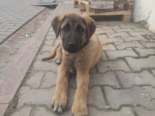 Çalınan Köpek Baron