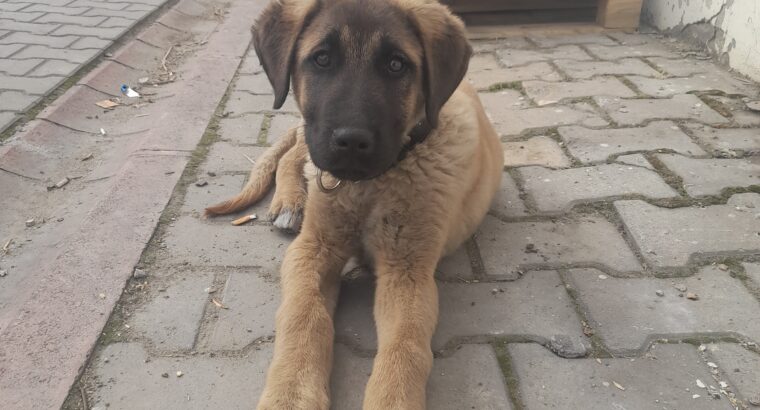 Çalınan Köpek Baron