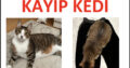 Kayıp Kedi