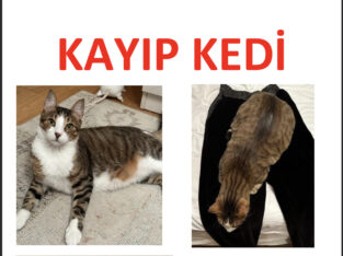 Kayıp Kedi