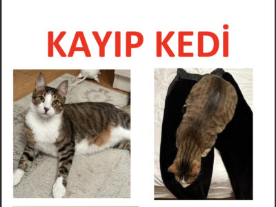 Kayıp Kedi