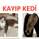 Kayıp Kedi