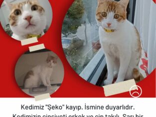 Kayıp Kedi