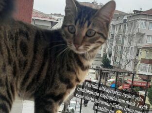 Kayıp Kedi Minik