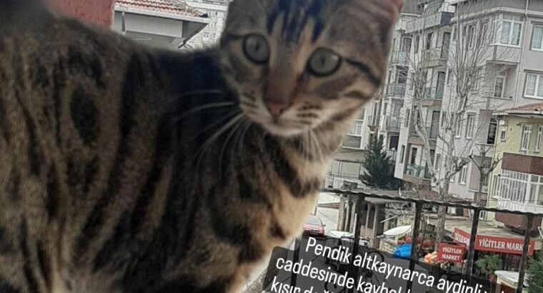 Kayıp Kedi Minik