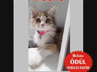 Kayıp Kedi