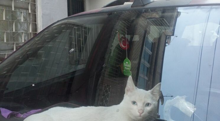 Kayıp kedi