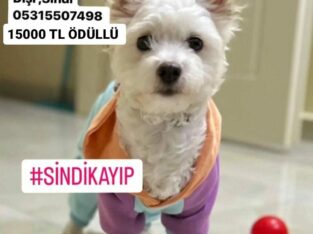 Kayıp köpek “Sindi”