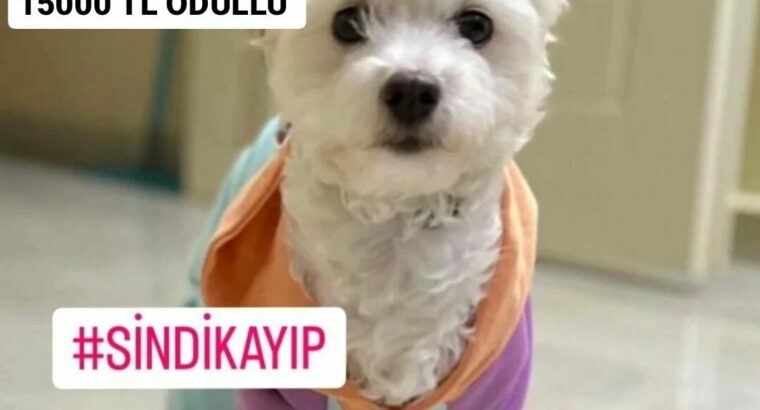 Kayıp köpek “Sindi”