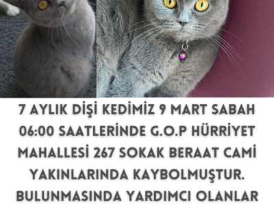 Kayıp Kedi