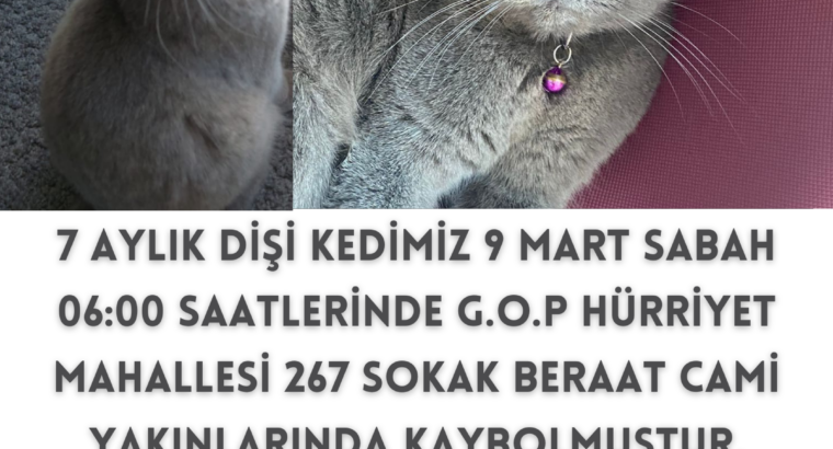 Kayıp Kedi