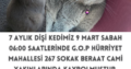 Kayıp Kedi