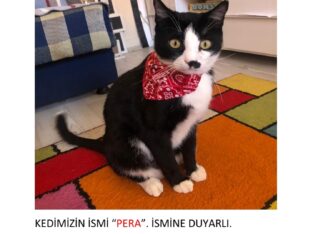 Kayıp Kedi Pera