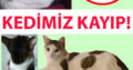 Kayıp Kedi