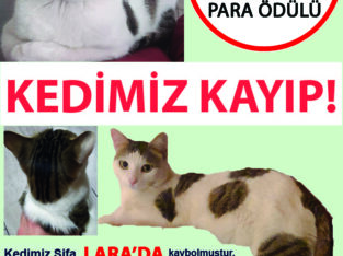 Kayıp Kedi