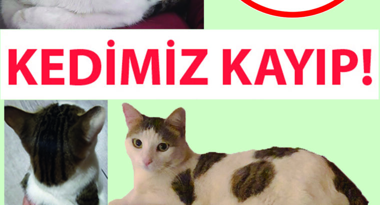 Kayıp Kedi