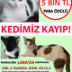 Kayıp Kedi