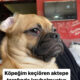 Kayıp Köpek