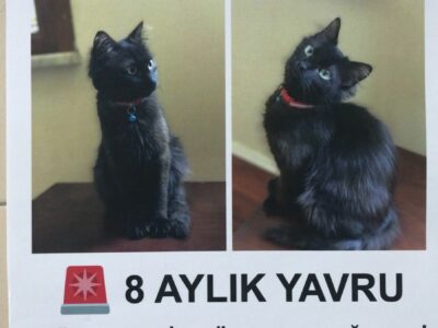 Kayıp Kedi