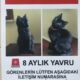 Kayıp Kedi