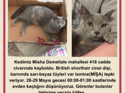 Kayıp Kedi Misha