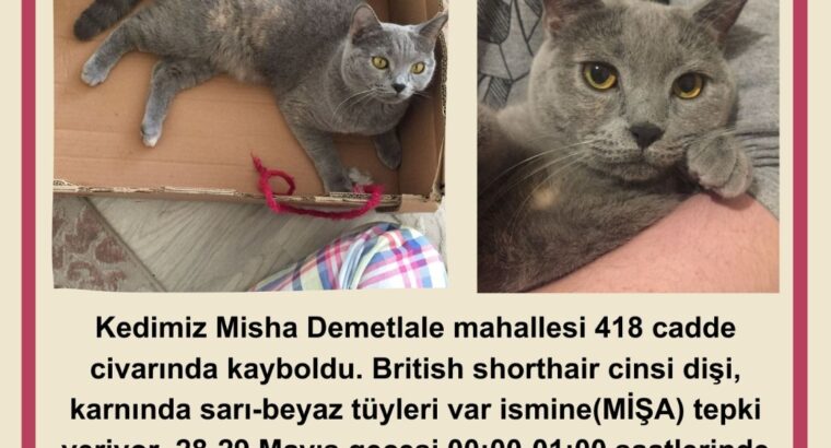 Kayıp Kedi Misha