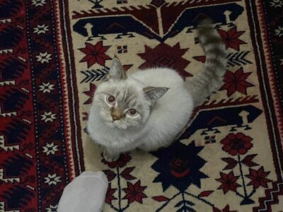 Kayıp Kedi