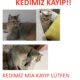 Kayıp Kedi Mia