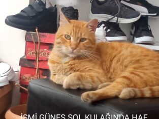 Kayıp Kedi