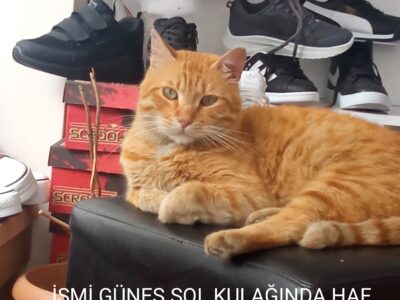 Kayıp Kedi