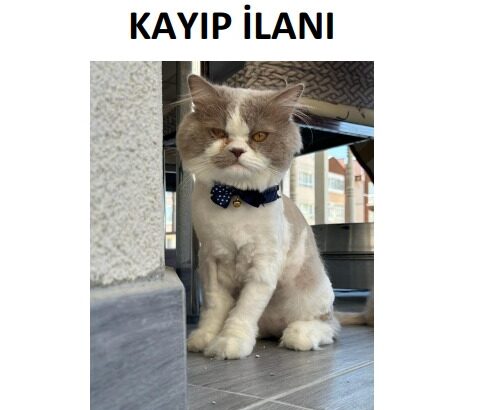 Kayıp Kedi