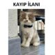 Kayıp Kedi