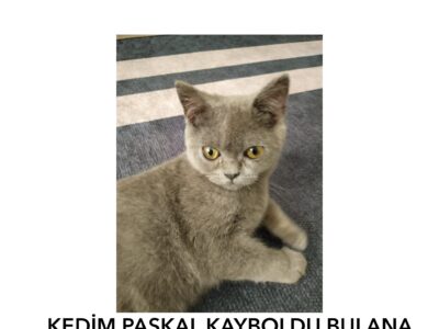 Kayıp Kedi