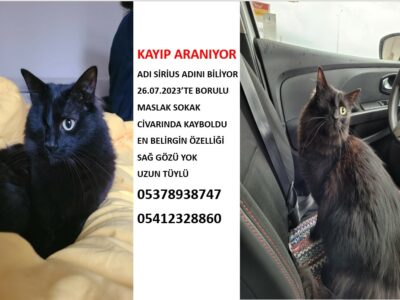 Kayıp Kedi